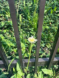 白いたんぽぽ