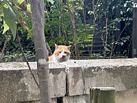 ひょっこり