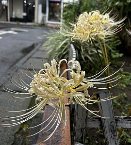 彼岸花